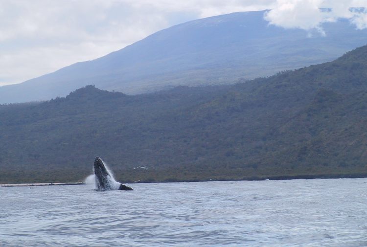 image Ecotourisme baleinier : Observer, c’est protéger !